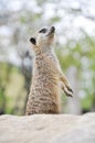 Meercat Royalty Free Stock Photo