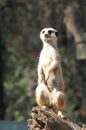Meercat Alert Royalty Free Stock Photo