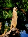 Meercat Royalty Free Stock Photo