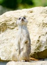 Meercat alert Royalty Free Stock Photo