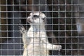 Meercat in cage Royalty Free Stock Photo