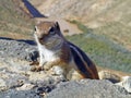 Meercat climbing up a rock Royalty Free Stock Photo