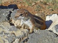 Meercat climbing up a rock Royalty Free Stock Photo