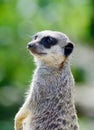 Meercat Royalty Free Stock Photo