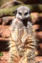 Meercat, an desert dweller from Southern Africa