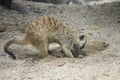 Meercat dig the hole Royalty Free Stock Photo