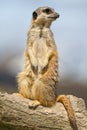 Meercat on duty Royalty Free Stock Photo