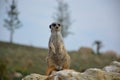 Meercat On Guard Duty Male Royalty Free Stock Photo