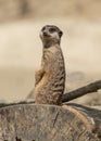 Meercat on guard. Royalty Free Stock Photo