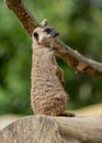 Meercat on guard. Royalty Free Stock Photo