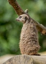 Meercat on guard. Royalty Free Stock Photo