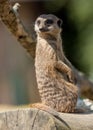 Meercat on guard. Royalty Free Stock Photo