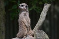 Meercat - on Guard Suricata Surrcatta Royalty Free Stock Photo