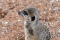 Meercat on guard Royalty Free Stock Photo