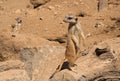 Meercat look outs