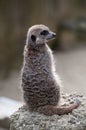 Meercat on lookout Royalty Free Stock Photo