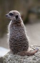 Meercat on lookout Royalty Free Stock Photo