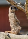 Meercat on guard. Royalty Free Stock Photo