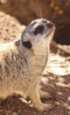 Meercat Meerkat face shot Royalty Free Stock Photo