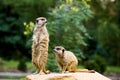 Meercat pair