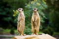 Meercat pair