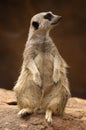 Meercat profile Royalty Free Stock Photo