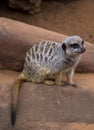 Meercat on Rock Royalty Free Stock Photo