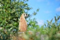 Meercat sitting on rock Royalty Free Stock Photo