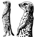 Meercat Sketch - black and white