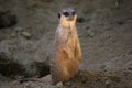 Meercat Royalty Free Stock Photo