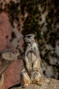 A Meercat watching out for danger for the rest of the pack on the top of a rock in the wilderness in southern Africa Royalty Free Stock Photo