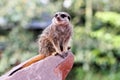 A meercat ( Suricata suricatta) Royalty Free Stock Photo