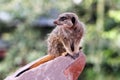 A meercat ( Suricata suricatta) Royalty Free Stock Photo