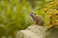 Meercat - Suricata suricatta