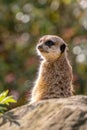 Meercat - Suricata suricatta, popular small carnivores