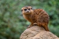 Meercat - Suricata suricatta, popular small carnivores