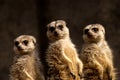 Meercat Trio