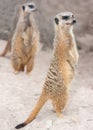 Meercats on the alert Royalty Free Stock Photo