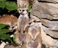 Meercats At Attention In Enclosure Royalty Free Stock Photo