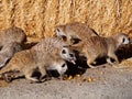 Meercats Eating Royalty Free Stock Photo