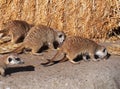 Meercats Eating Royalty Free Stock Photo