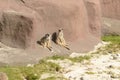 Meercats enjoying the sun in a zoo in Scotland Royalty Free Stock Photo