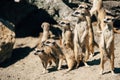 Meercats family looking Royalty Free Stock Photo