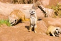 Meercats in the field in a Zoo Royalty Free Stock Photo