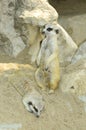 Meercats Royalty Free Stock Photo