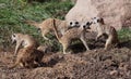 Meercats Playing Royalty Free Stock Photo
