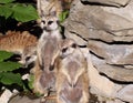 Meercats Royalty Free Stock Photo