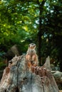 Meerkant Sitting on the Watch Sitting on a Trunk Royalty Free Stock Photo