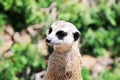 Meerkat Royalty Free Stock Photo