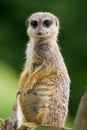 Meerkat Royalty Free Stock Photo